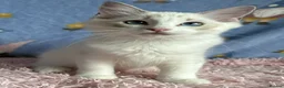 Ragdoll cats for sale: Beautiful Tica Registered Kittens Ragdoll - Advert 6