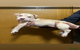 Mixed Breed dogs for sale: Puppies for sale  - Image 25