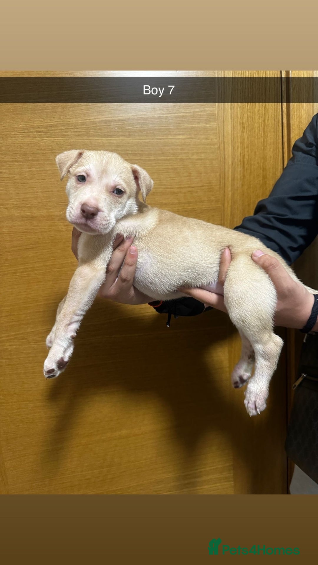 Mixed Breed dogs for sale: Puppies for sale  - Image 25