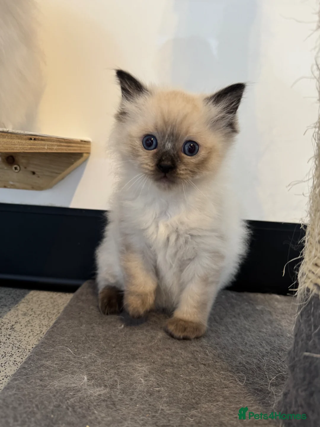 Ragdoll cats for sale: Seal mitted Ragdoll Boy - Advert 3