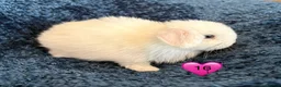 Mini Lop rabbits for sale: Pure bred mini lop bunnies - Advert 37