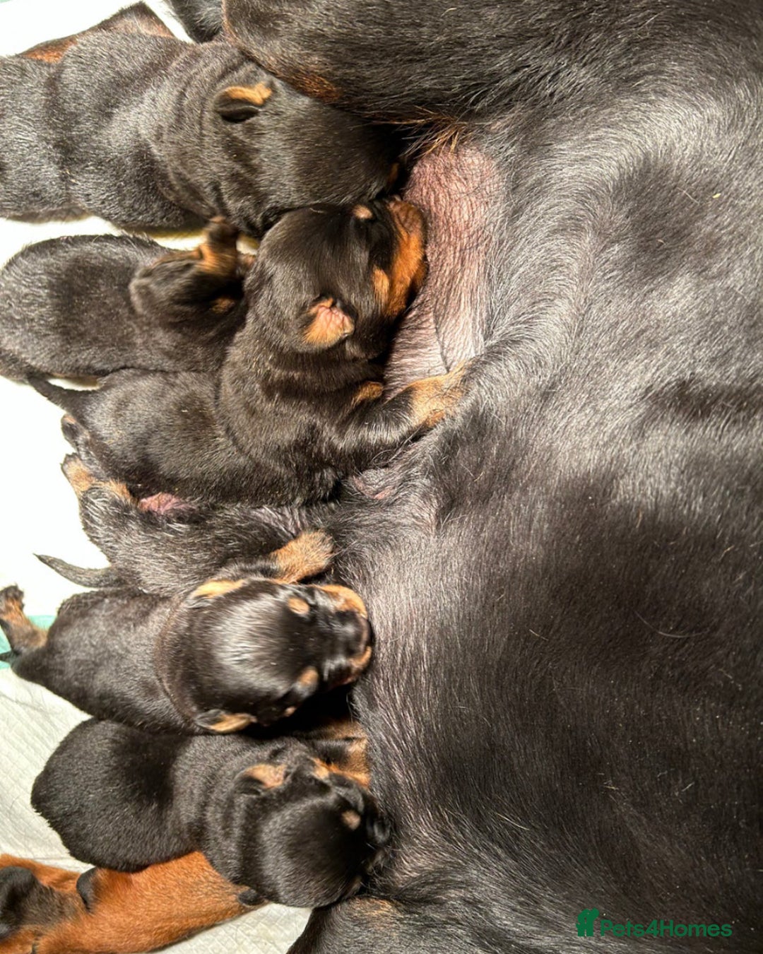 Rottweiler dogs for adoption: Rottweiler pups for sale, collection  - Advert 4