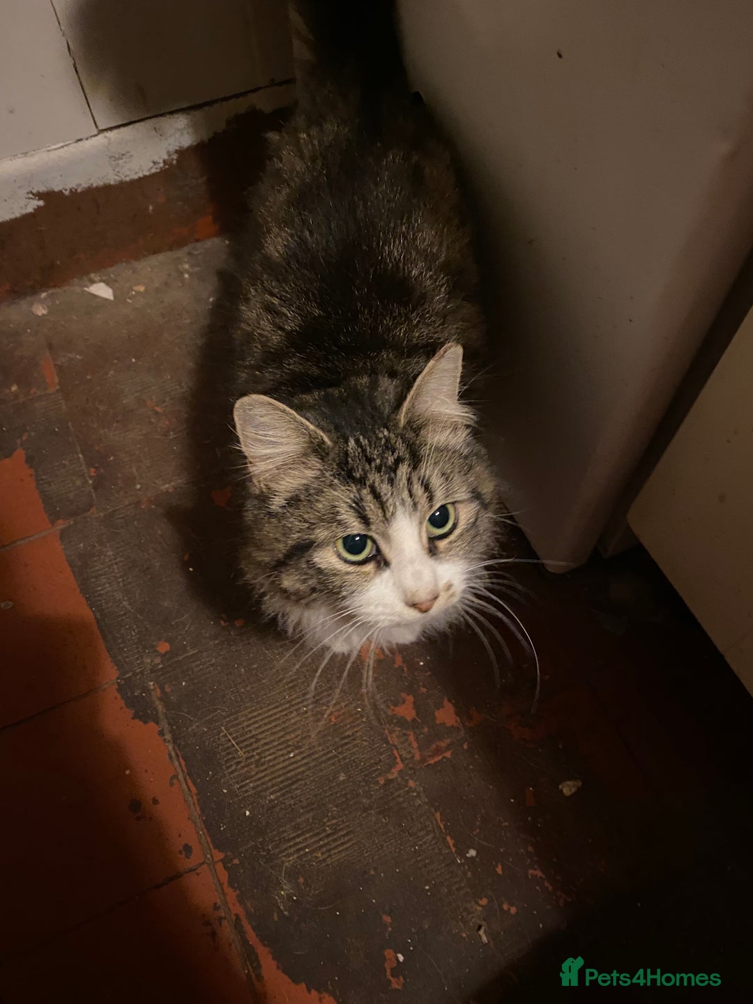 British Longhair cats for sale: Lovely Kittens - Advert 21