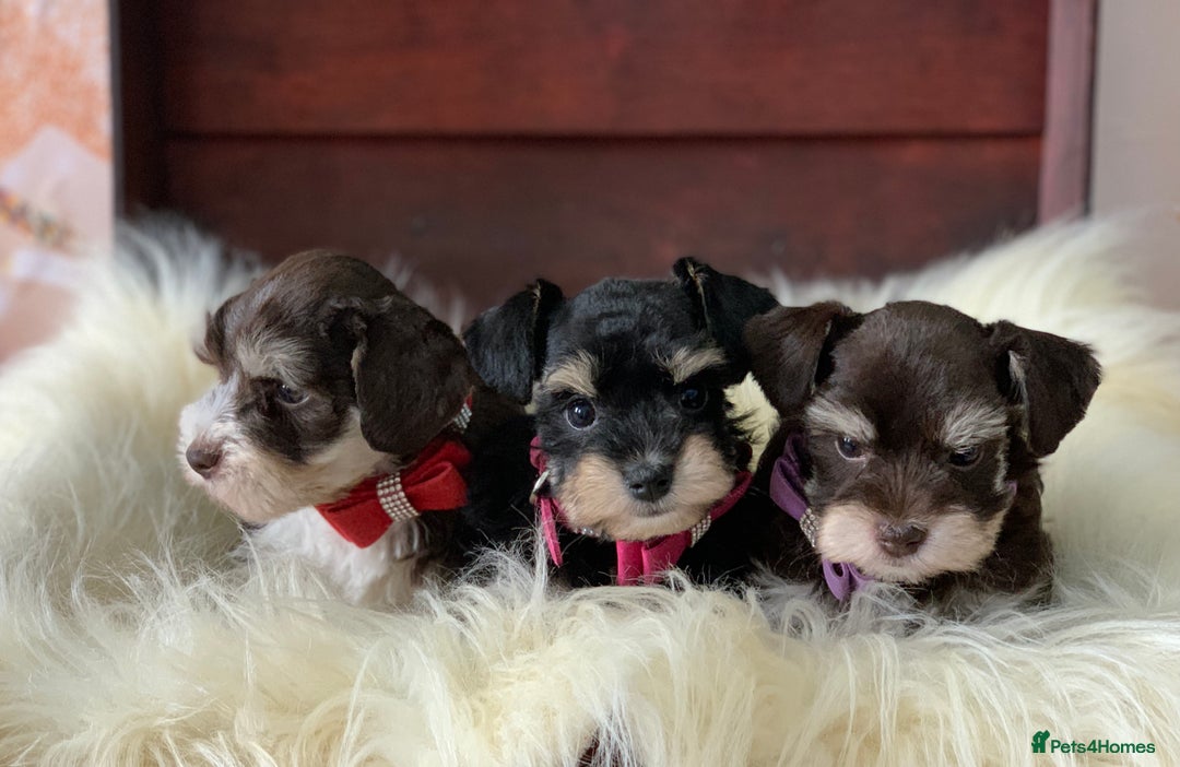 Miniature Schnauzer dogs for sale: 5* Licensed KC Toy Chocolate Schnauzers - Image 35