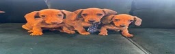 Dachshund dogs for sale: Dachshund puppies  in Llanelli - Advert 5