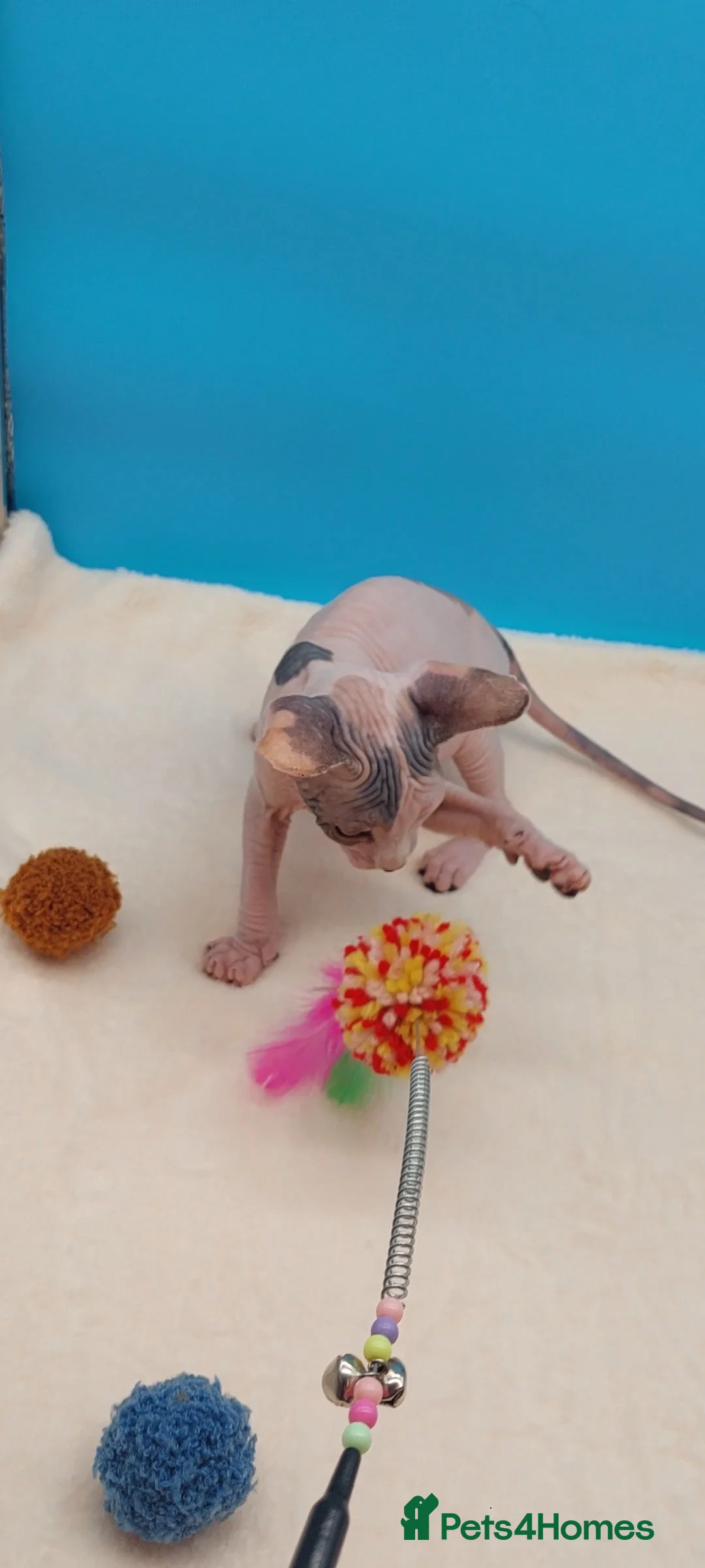 Gallery Image {{count}}