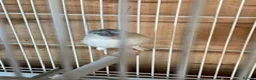 Canaries birds for sale: Canary  - Advert 1