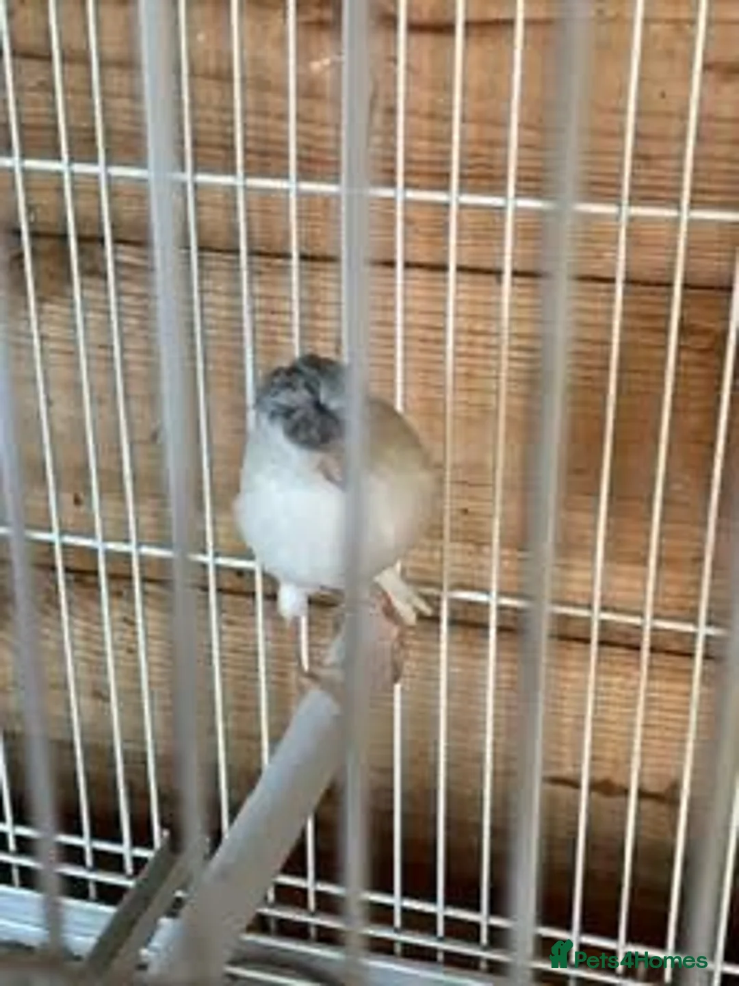 Canaries birds for sale: Canary  - Advert 1