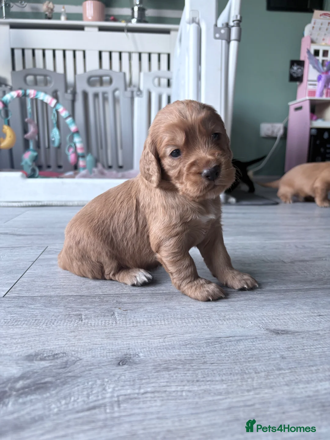 Cocker Spaniel dogs for sale: Working cocker spaniel  - Advert 4