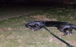 Mixed Breed dogs for sale: Cane Corso cross - Image 7