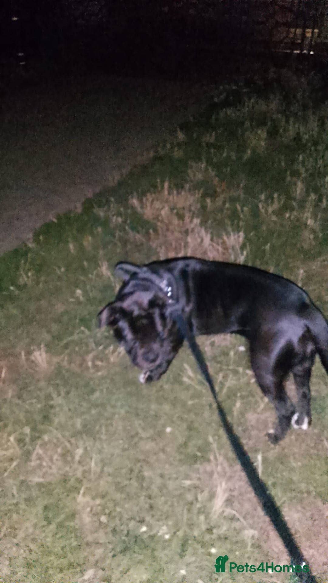 Mixed Breed dogs for sale: Cane Corso cross - Image 7