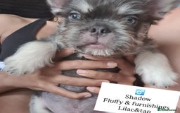 French Bulldog dogs for sale: Big Perm, fluffy and furnished frenchies  - Image 21
