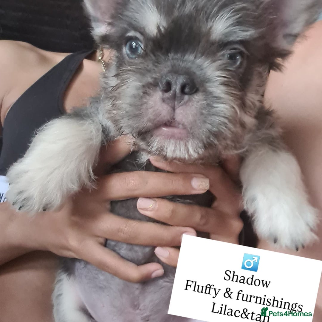 French Bulldog dogs for sale: Big Perm, fluffy and furnished frenchies  - Image 21
