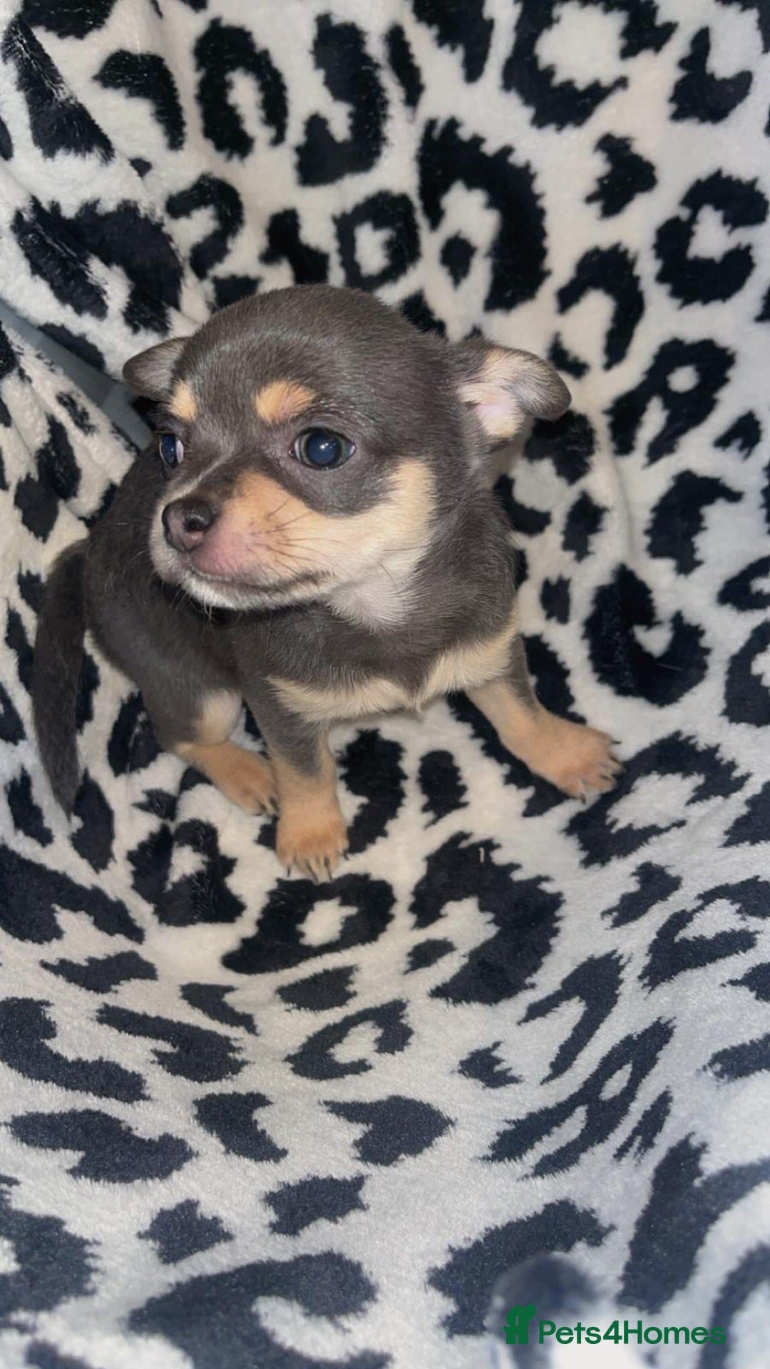Chihuahua dogs for sale: Chihuahua puppies 2 female, 1 male  - Advert 8