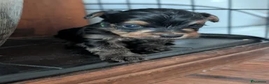 Yorkshire Terrier 2