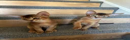 Abyssinian cats for sale: TICA 5* pedigree Abyssinian Kittens  - Advert 9