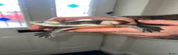 Turtle reptiles for sale: 2x Orange belly side neck with full setup - Advert 4