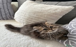 Persian cats for sale: Beautiful loving Persian Boy - Image 1