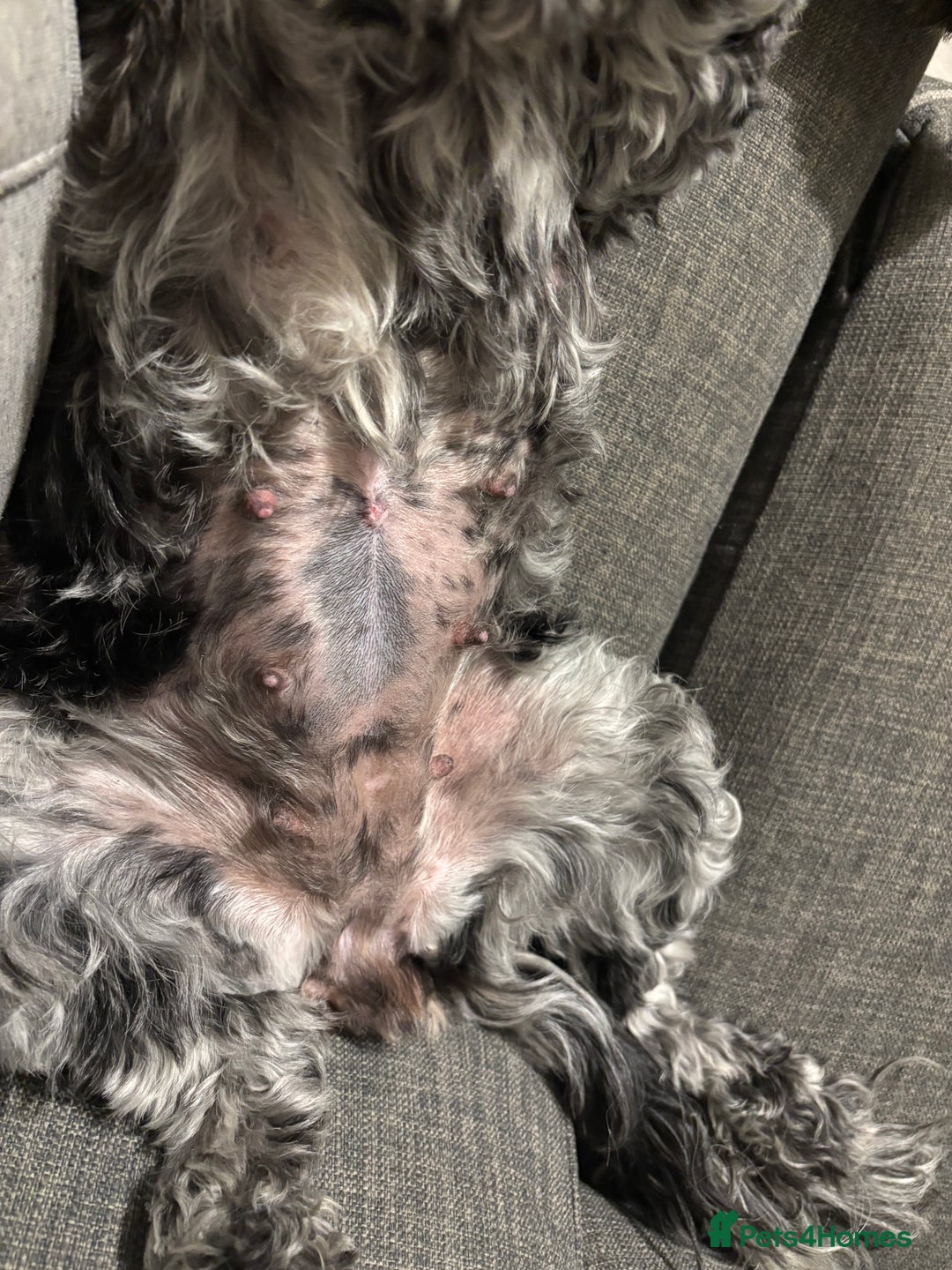 Mixed Breed dogs for sale: Cockapoo cross cavapoo pups  - Image 3