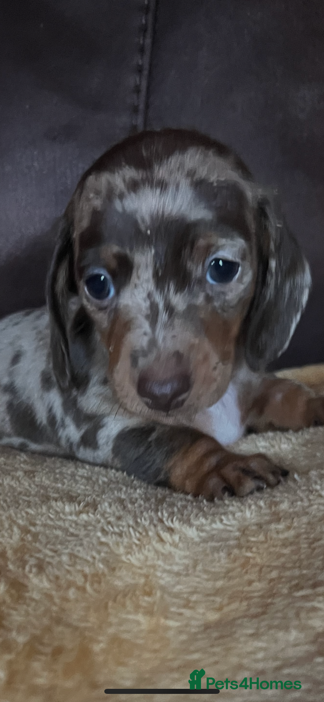Miniature Dachshund dogs for sale: Miniature Dachshund  - Advert 15
