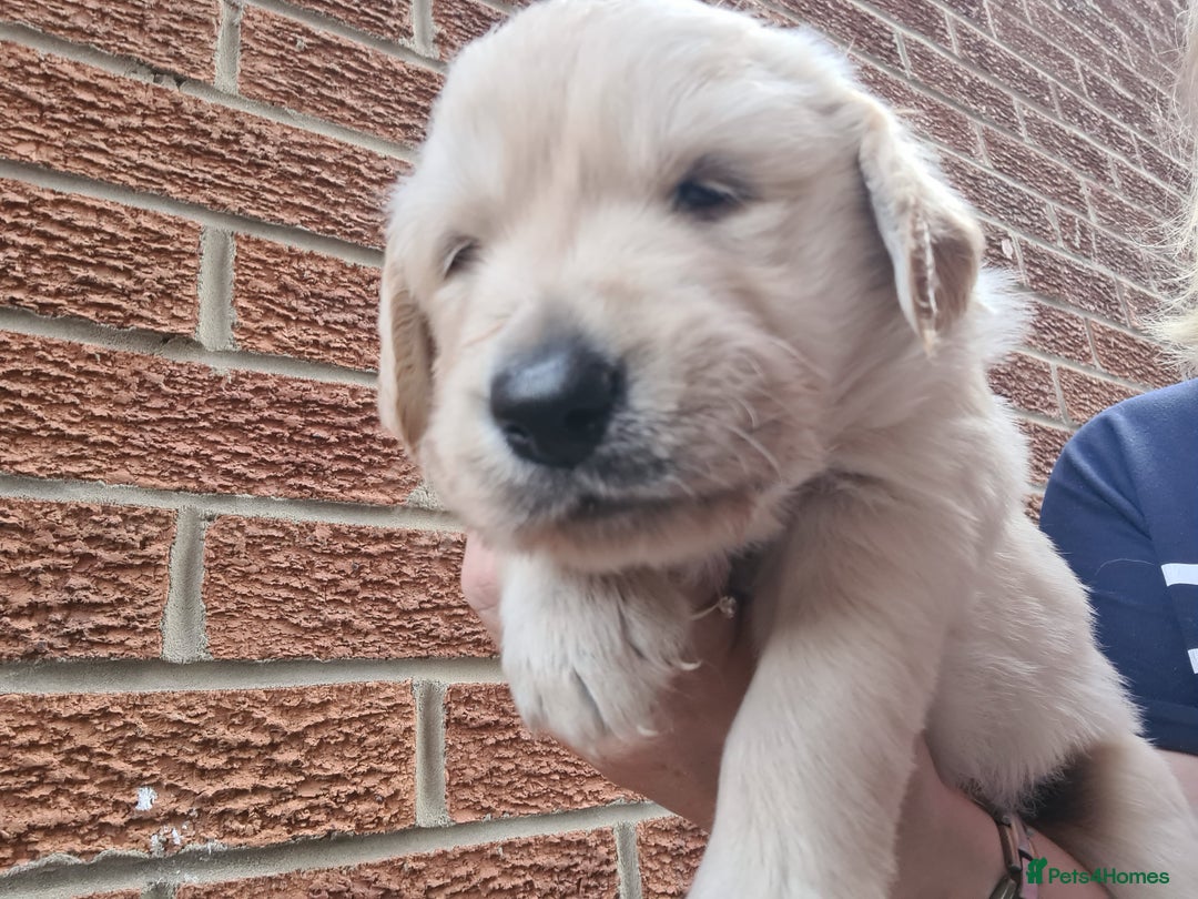 Golden Retriever dogs for sale: Golden Retriever puppies - Image 4