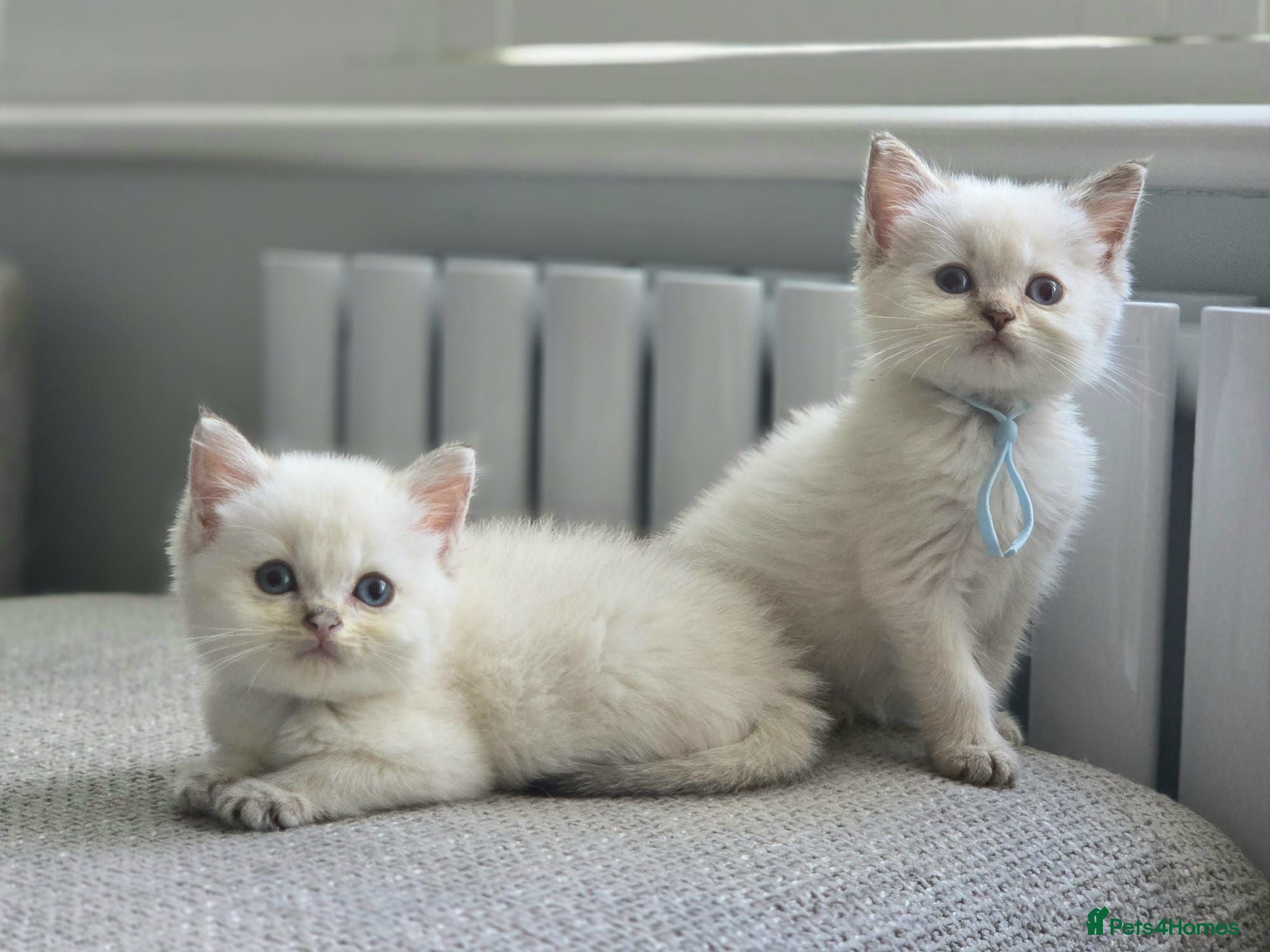 British Shorthair cats Beautiful White British Shorthair adorable Kittens - Advert 2