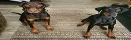 Dobermann dogs for sale: Fantastic KC Dobermann Puppies  - Advert 18
