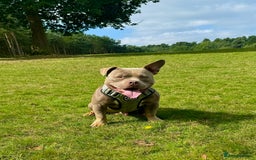 American Bully dogs for stud: American bully ready to be studded  - Image 4