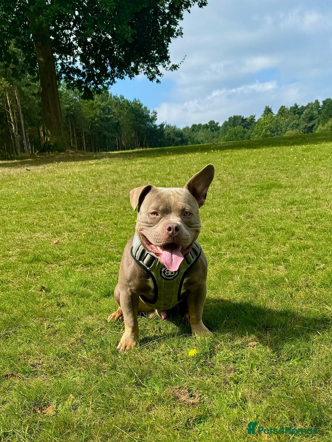 American Bully dogs for stud: American bully ready to be studded  - Image 4