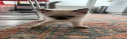 Ragdoll cats for sale: Ragdoll Kittens  - Advert 14