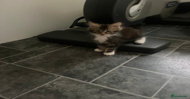 Maine Coon cats - Advert 3