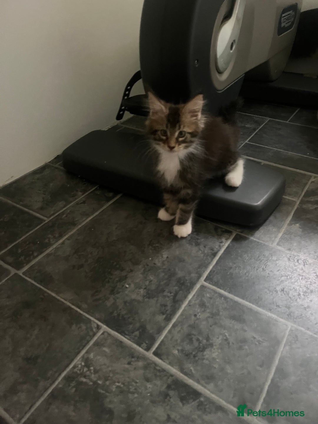 Maine Coon cats for sale: Maine Coon 1 Mackerel Tabby Boy Left Ready To Go - Image 2