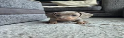 Miniature Dachshund dogs for sale: Blue/IsabellaTanMiniatureDachshund - READY - Advert 19