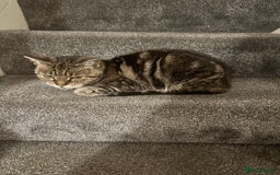 Maine Coon cats for sale: Tabby Cat for sale  - Image 1