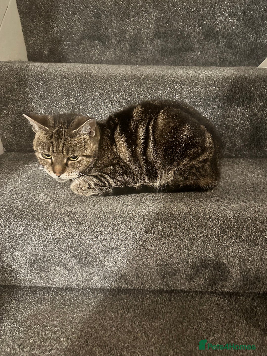 Maine Coon cats for sale: Tabby Cat for sale  - Image 1