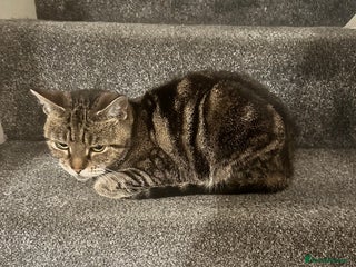 Maine Coon cats - Advert 15