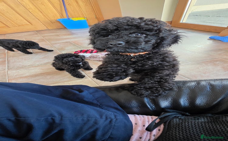 Miniature Poodle dogs - Advert 1