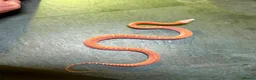 Corn Snake reptiles for sale: Corn snakes WOW AMAZING  - Advert 4