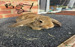 Mixed Breed rabbits for sale: Mixed breeds rabbits 8-12 weeks old  - Image 2