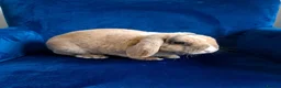 Rex rabbits for sale: Mini rex baby and plush lop adult - Advert 11