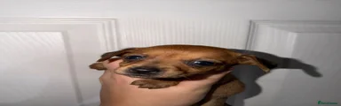 Dachshund 3