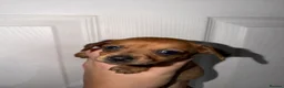 Dachshund dogs for sale: 5 Beautiful dachshund puppy’s  - Advert 7