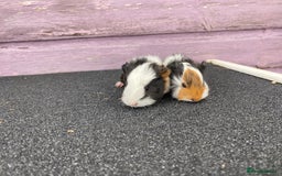 Guinea Pig rodents for sale: Stunning Guinea pig babies - Image 6
