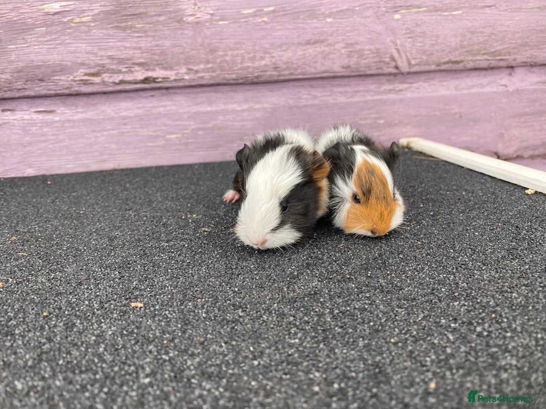 Guinea Pig rodents for sale: Stunning Guinea pig babies - Image 6