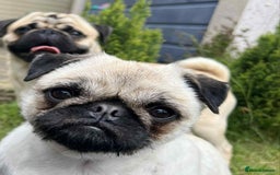 Pug dogs for sale: 🐾 Adorable Pug Puppies for Sale – £700 Each 🐾 - Image 12