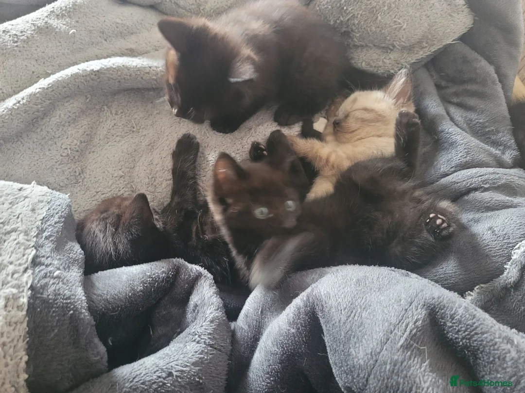 Mixed Breed cats for sale: Mixed Breed male and female kittens ready TBH  - Advert 2