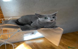 Russian Blue cats for sale: Pedigree Blue Russian kittens Gccf  - Image 13