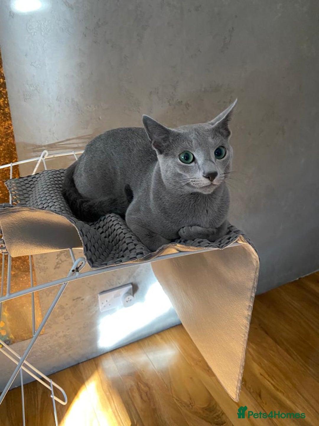 Russian Blue cats for sale: Pedigree Blue Russian kittens Gccf  - Image 13