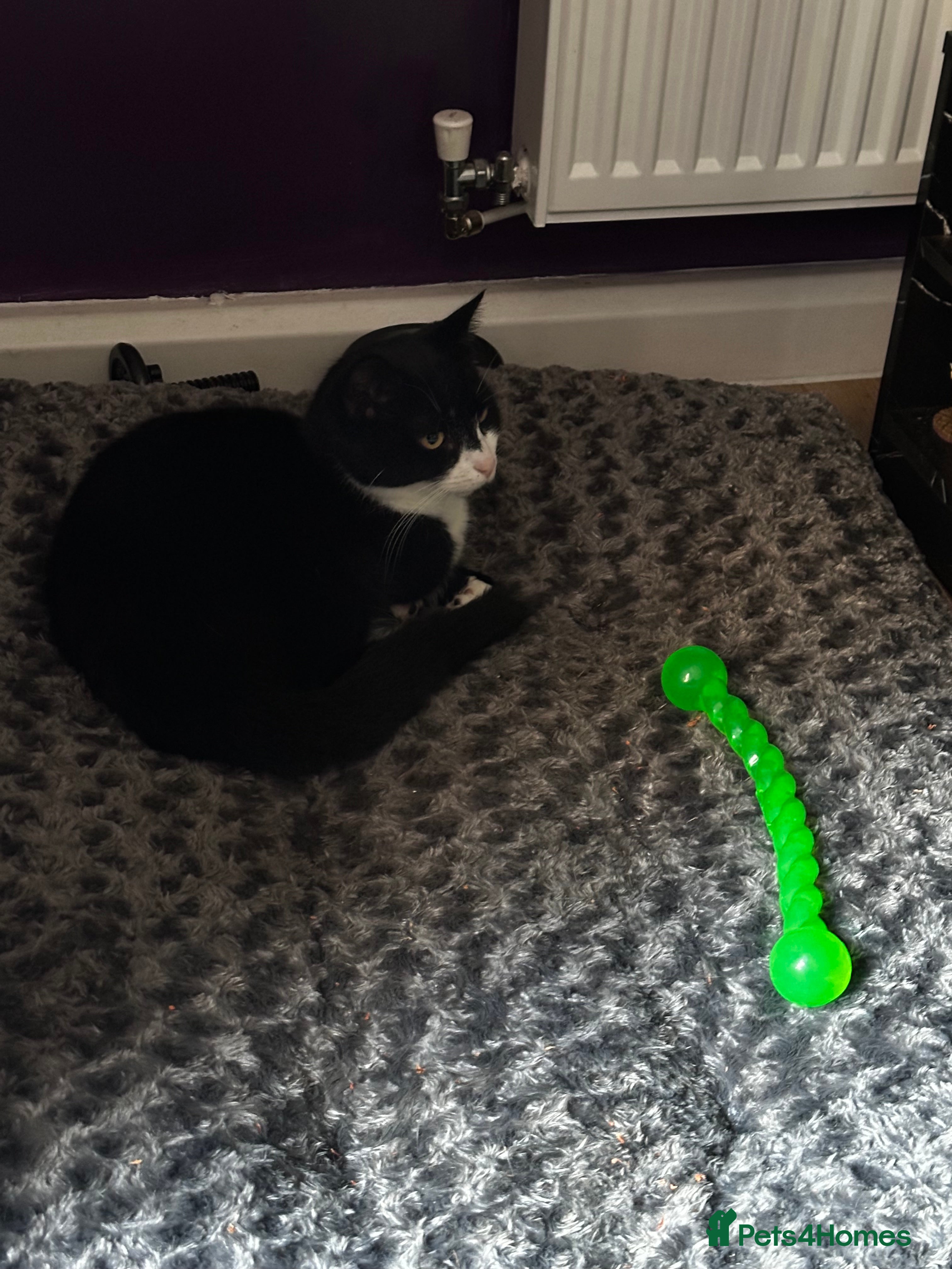 British Shorthair cats Male cat - Advert 1