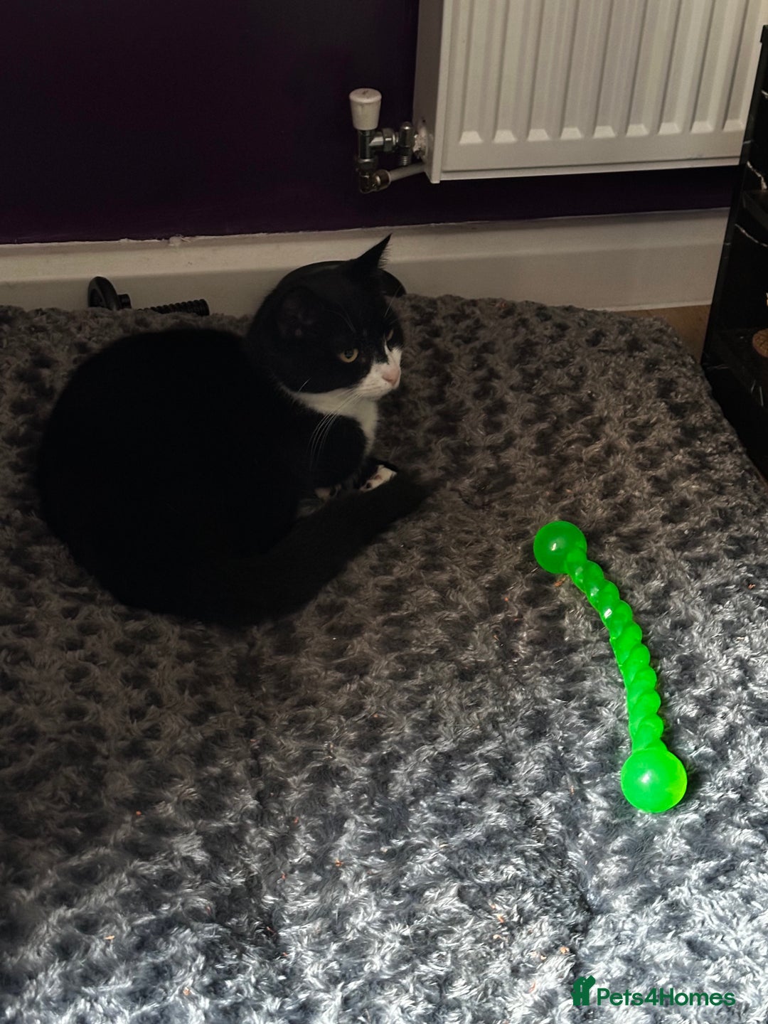 British Shorthair cats for sale: Male cat - Advert 1